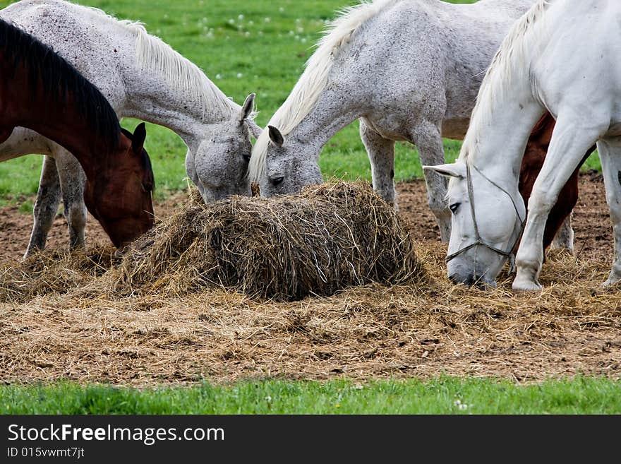 Five Horses Eat