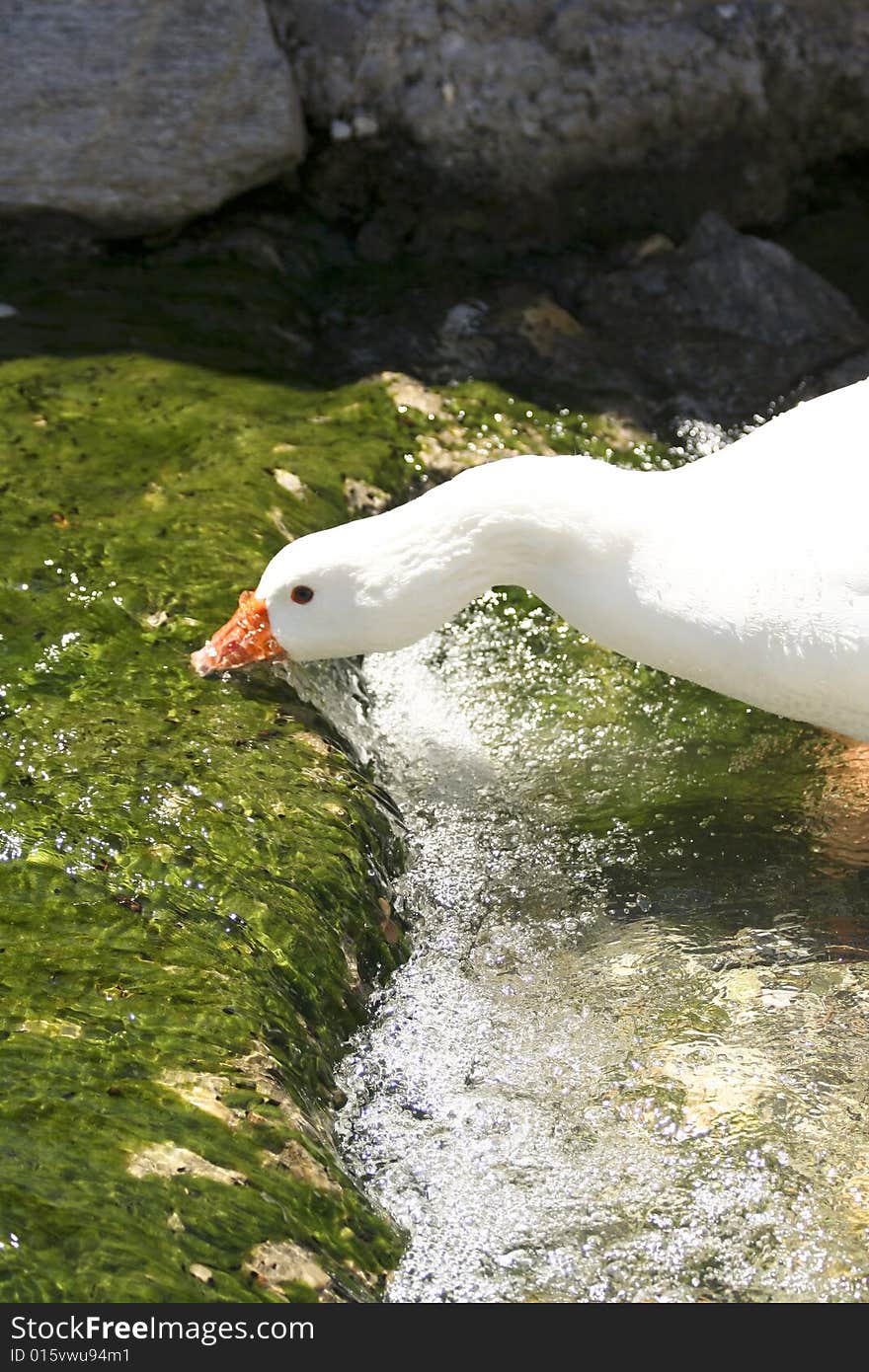 White goose drinking water, green background, head closeup