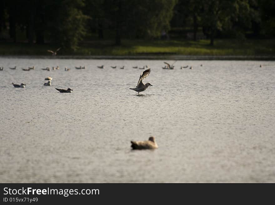 Sea gull starting the journey