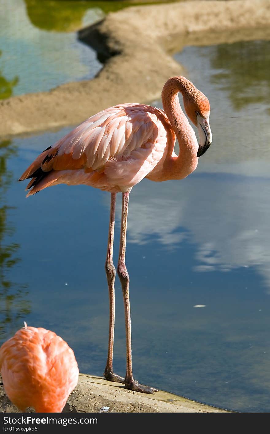 Flamingo