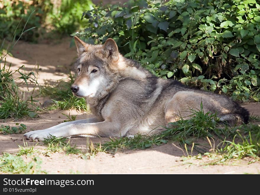 Resting wolf