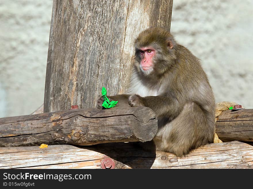 Japanese macaque