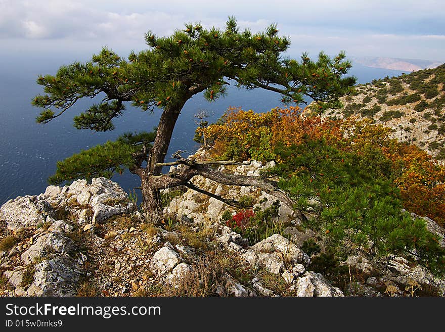 Bizarre pine tree