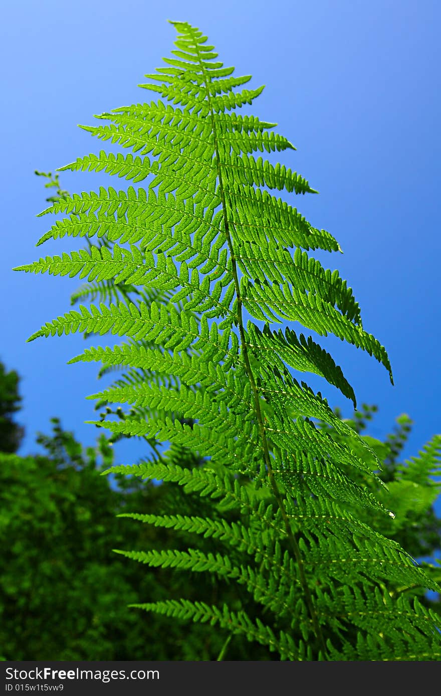 Leaf Of The Fern On A Background Of The Blue Sky