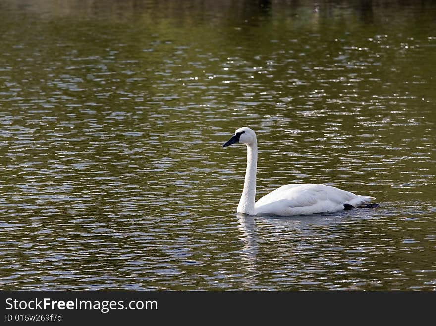 White swan