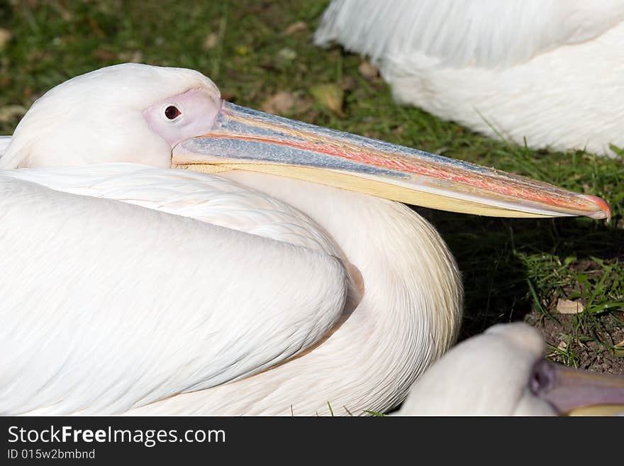 Pelican living in territory of a zoo