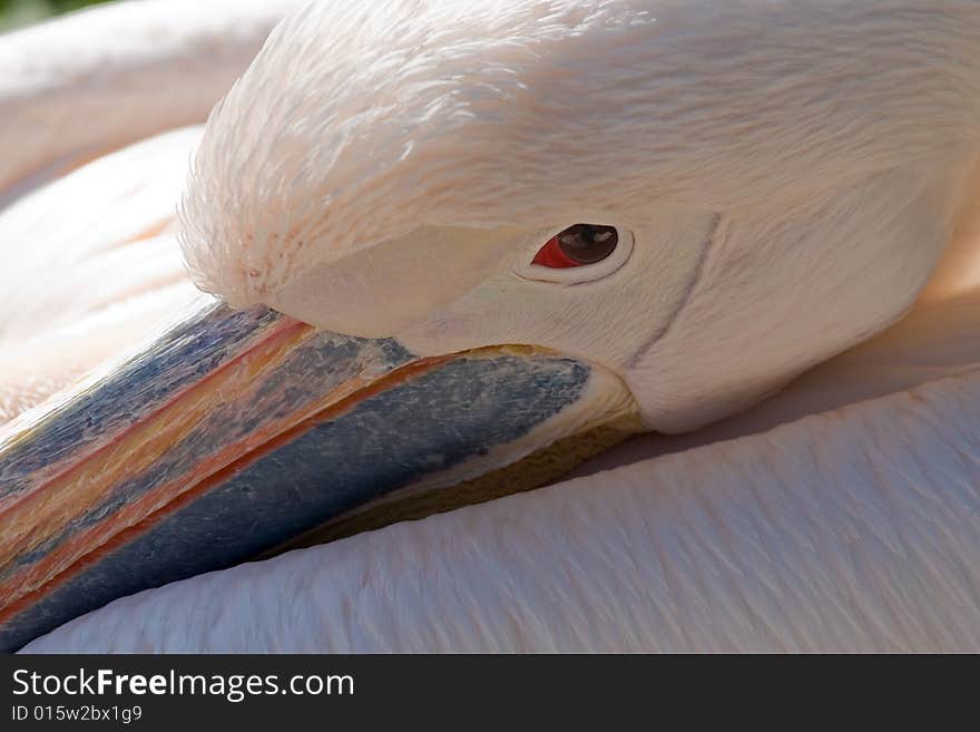 Pelican living in territory of a zoo