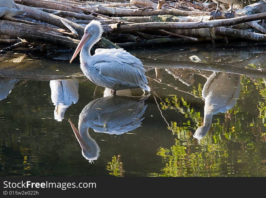 Pelican living in territory of a zoo