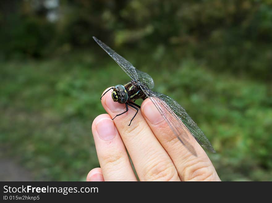 Picture of dragonfly on fingers