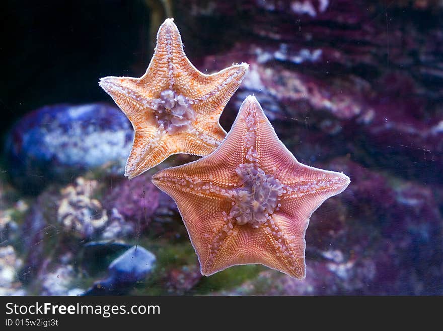 Starfish located on glass of an aquarium. Starfish located on glass of an aquarium