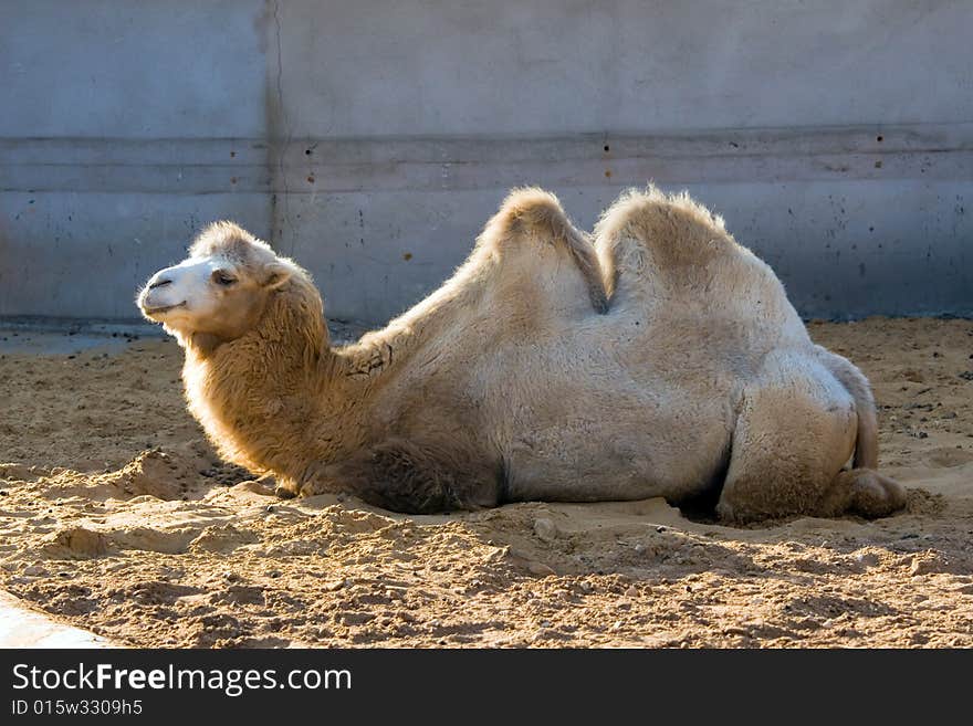 Camel living in territory of a zoo