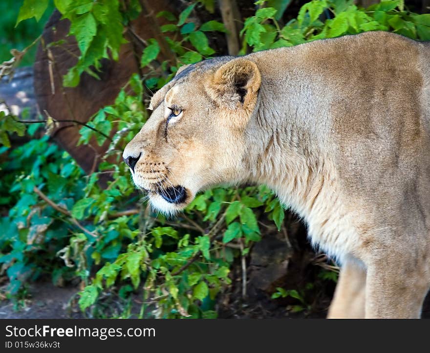 Lioness