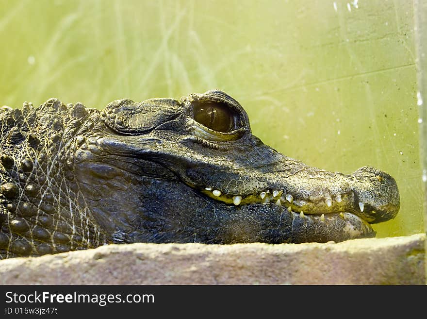 Crocodile