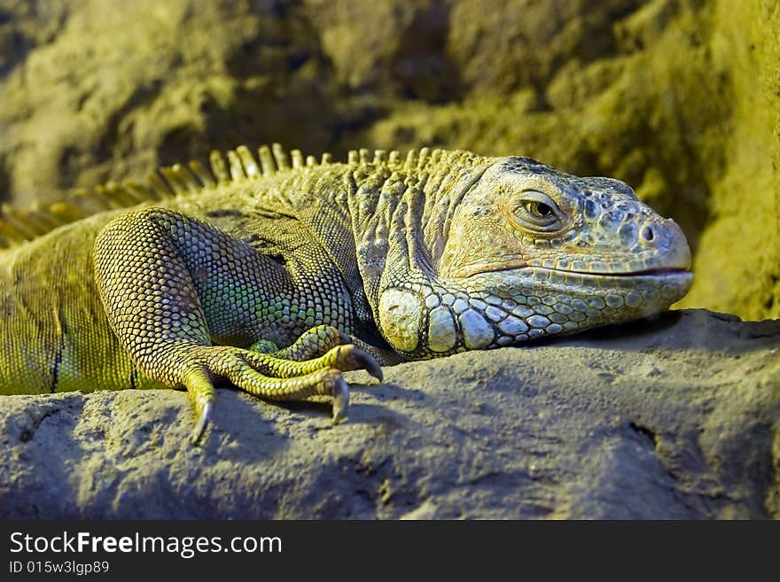 Iguana