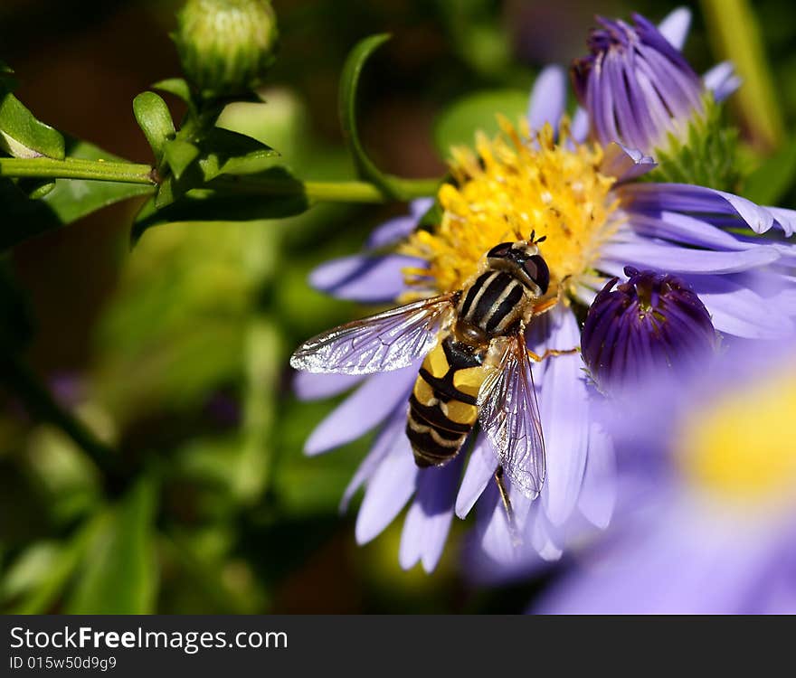 A bee sitting on a blue blossom. A bee sitting on a blue blossom