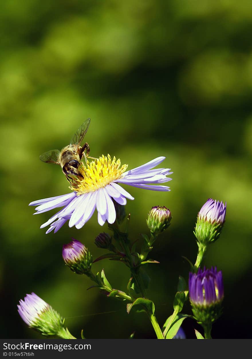 A bee sitting on a blue blossom with green background. A bee sitting on a blue blossom with green background