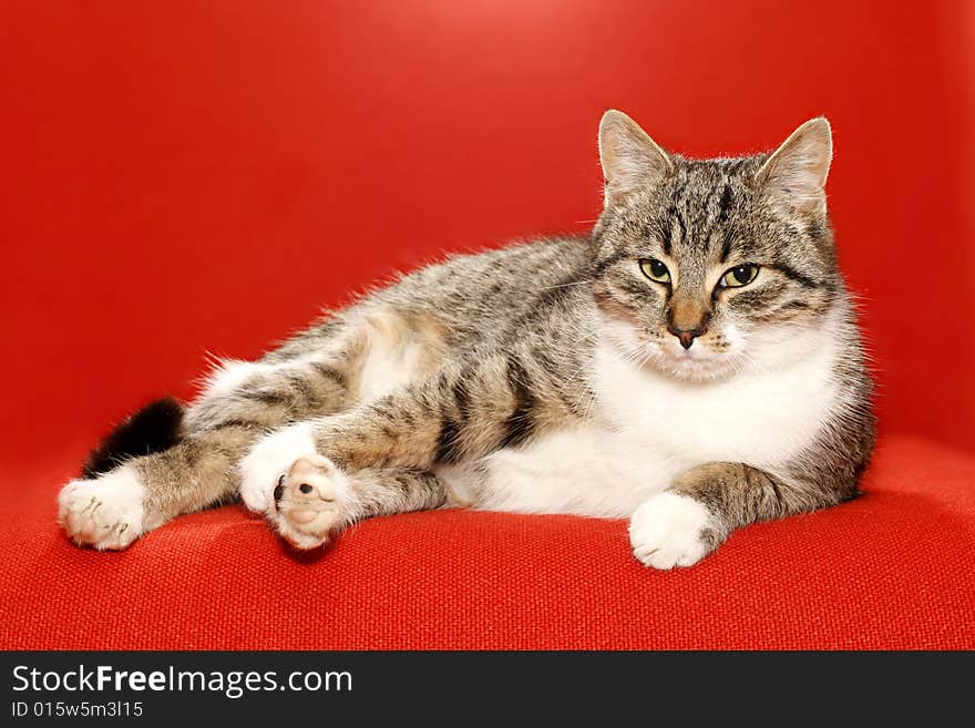 Very nice kitty on red background and idler. Very nice kitty on red background and idler