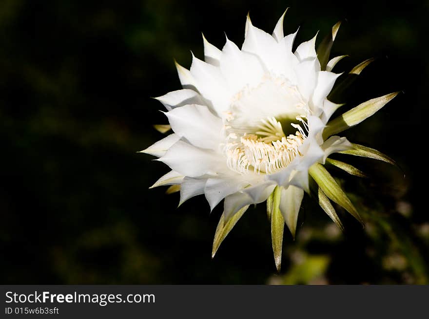 Cactus flower against dark background