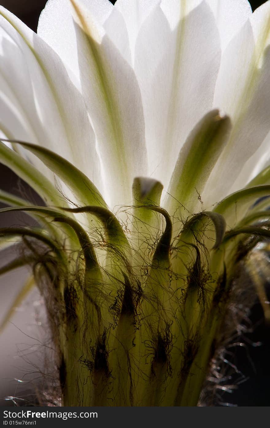 Image of white cactus flower isolated against the background. Image of white cactus flower isolated against the background