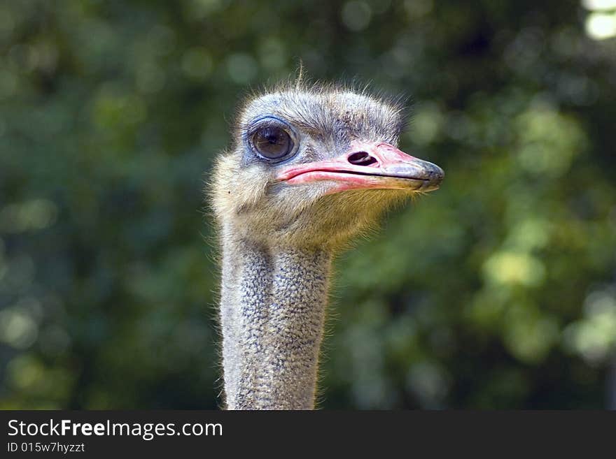 Stupid ostrich