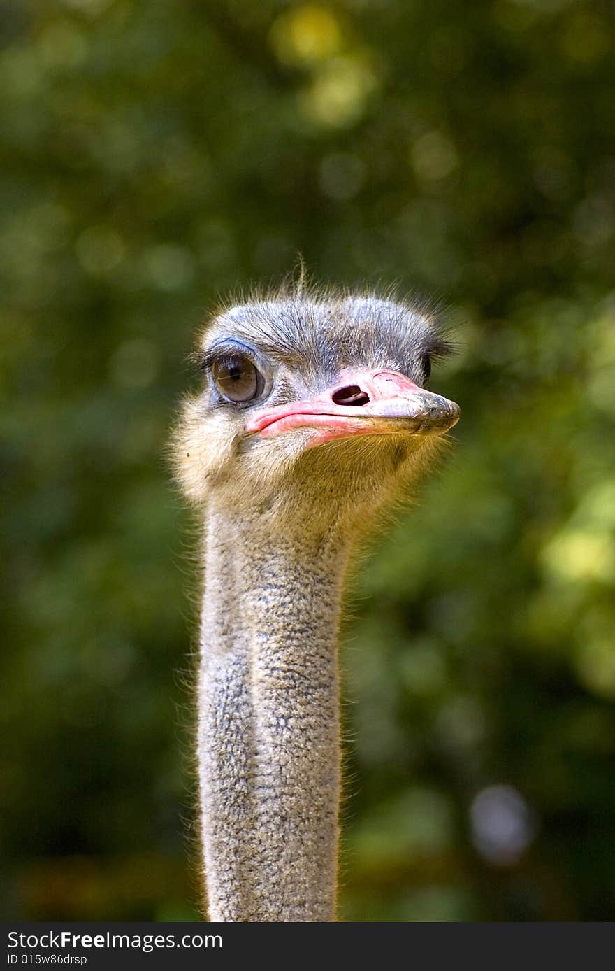 Stupid ostrich