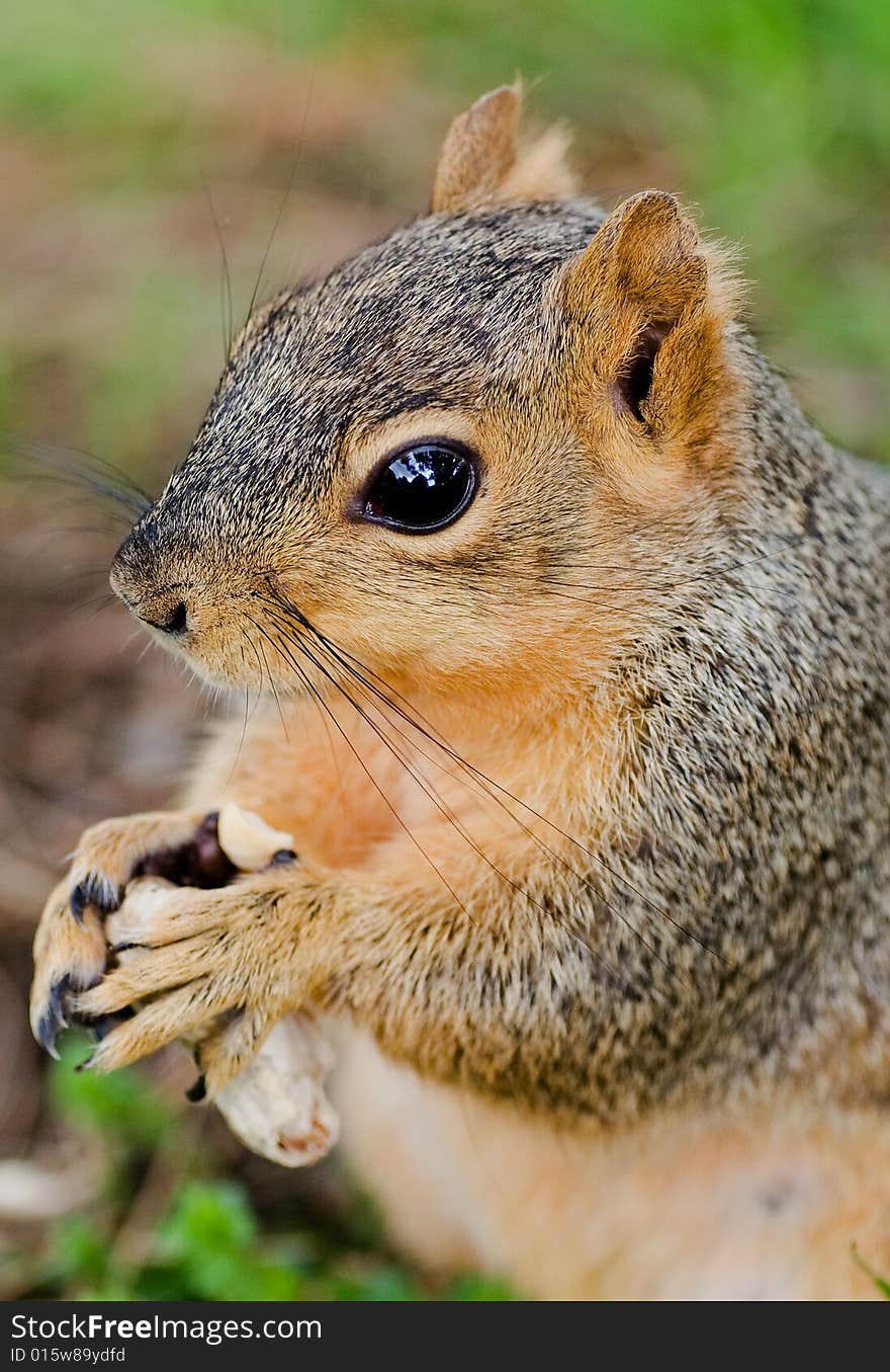 Squirrel eating peanut in the forest. Squirrel eating peanut in the forest