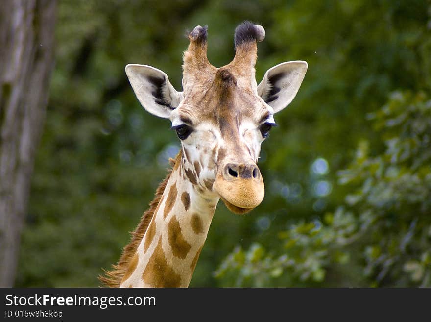 Giraffe in the savanna, long neck and curious face