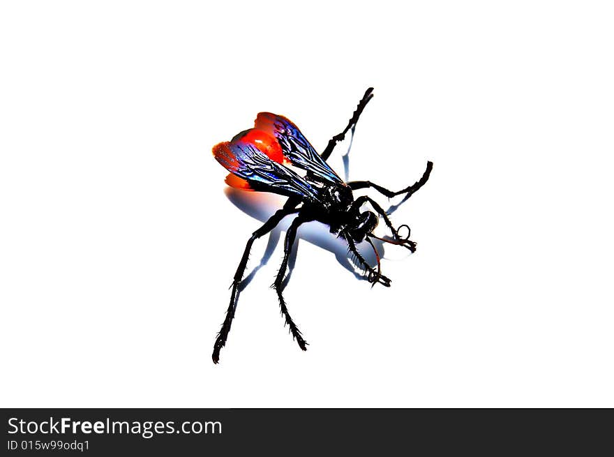 Isolated wasp on white background