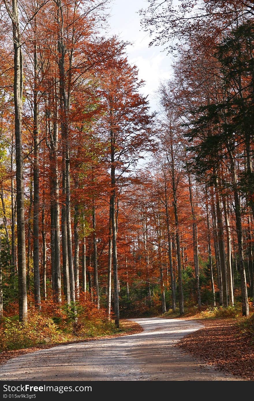 Road through autumn colored forest. Road through autumn colored forest.