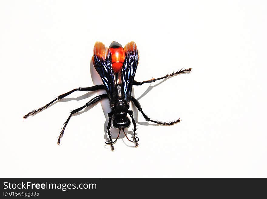 Isolated wasp on white background