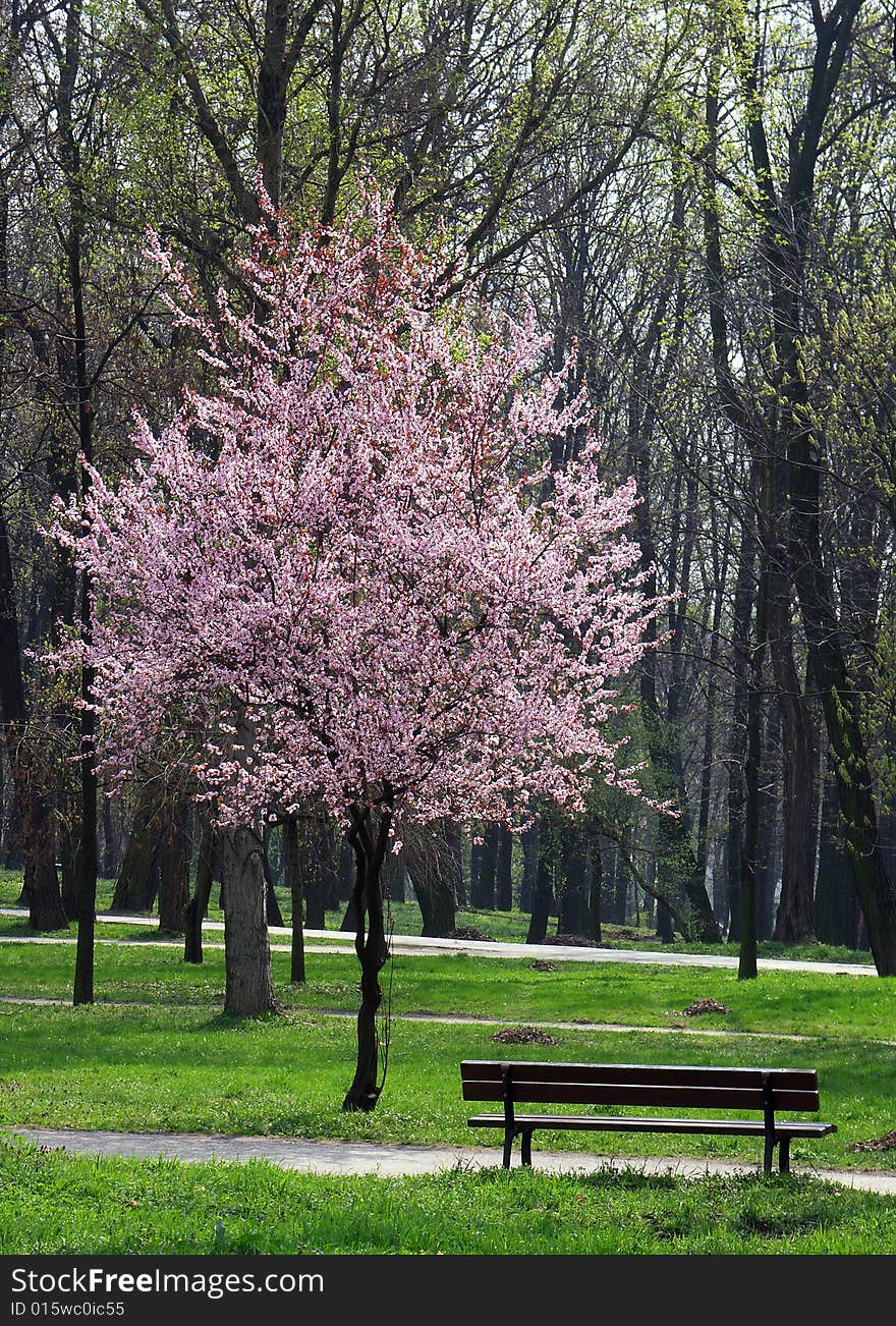 Tree In Bloom