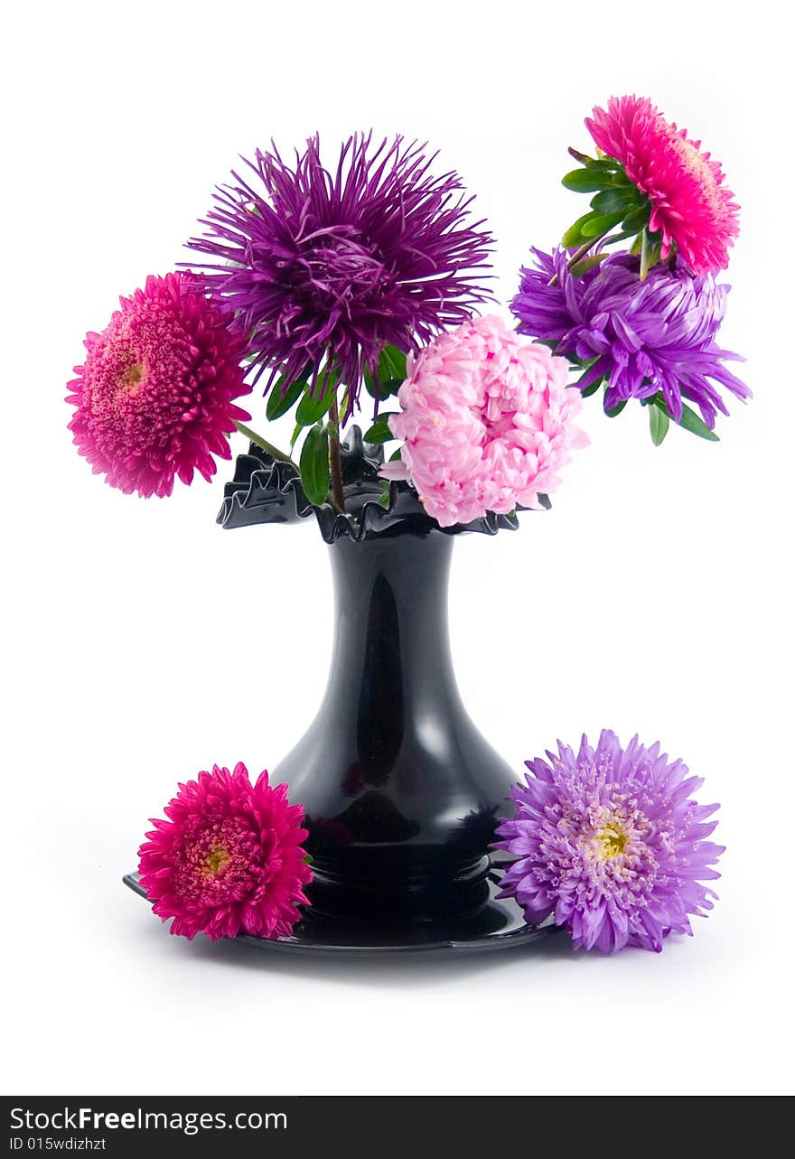 Black vase with bouquet beautiful and multi-coloured asters on white background