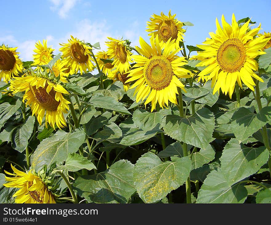 Sunflowers