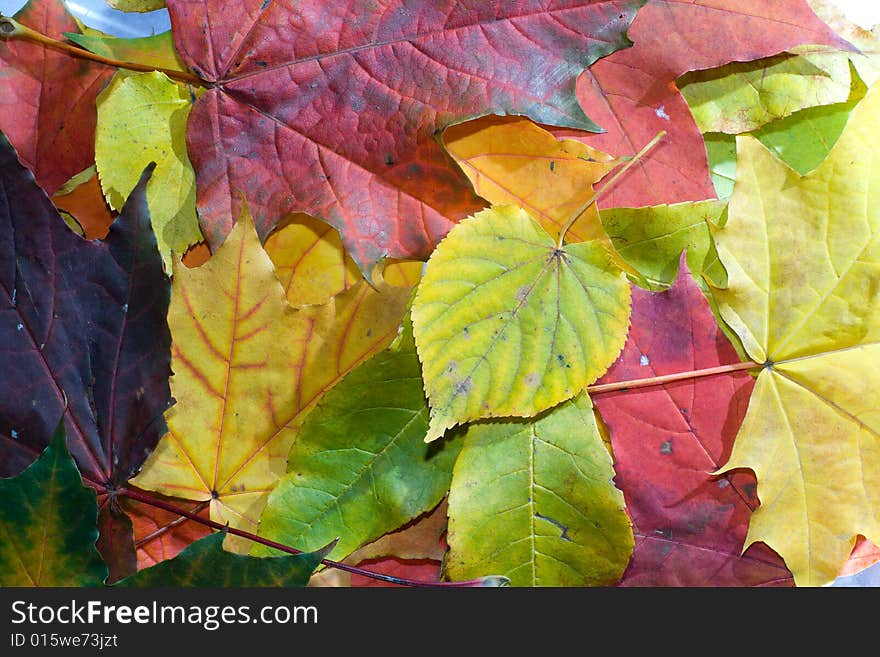 Many multi-coloured autumn leaves. Many multi-coloured autumn leaves.