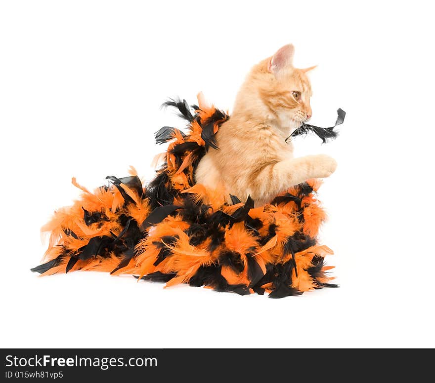 Kitten and halloween decoration