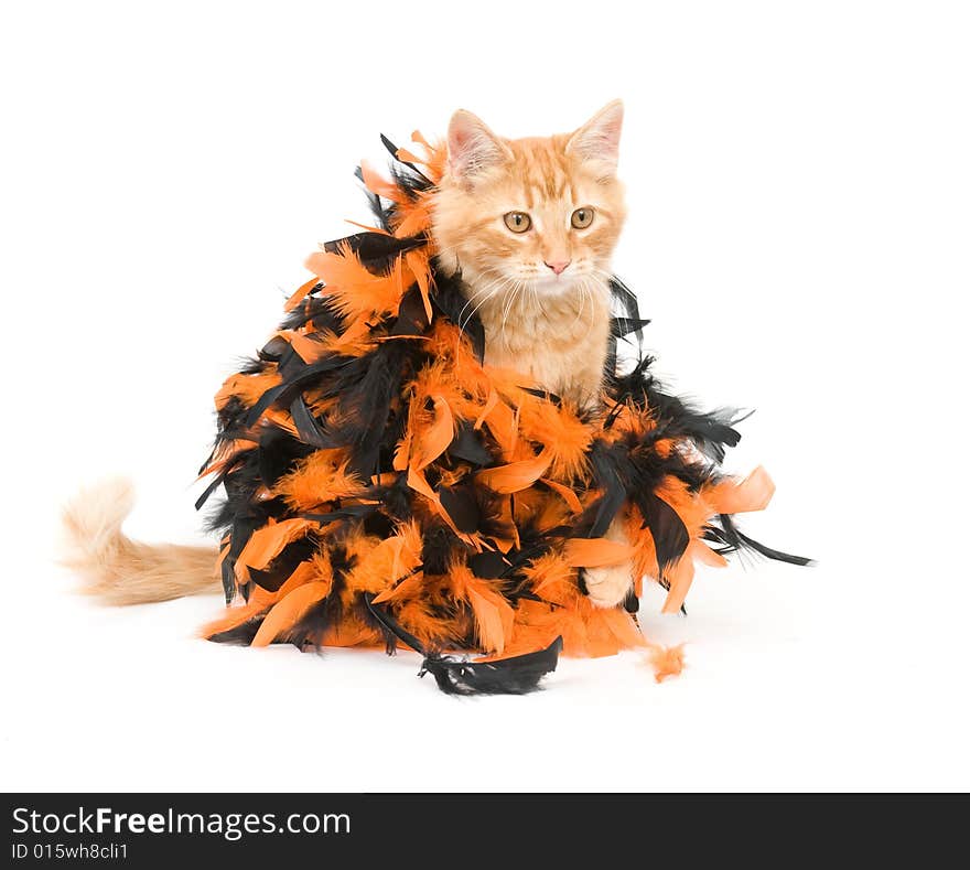 Kitten and halloween decoration