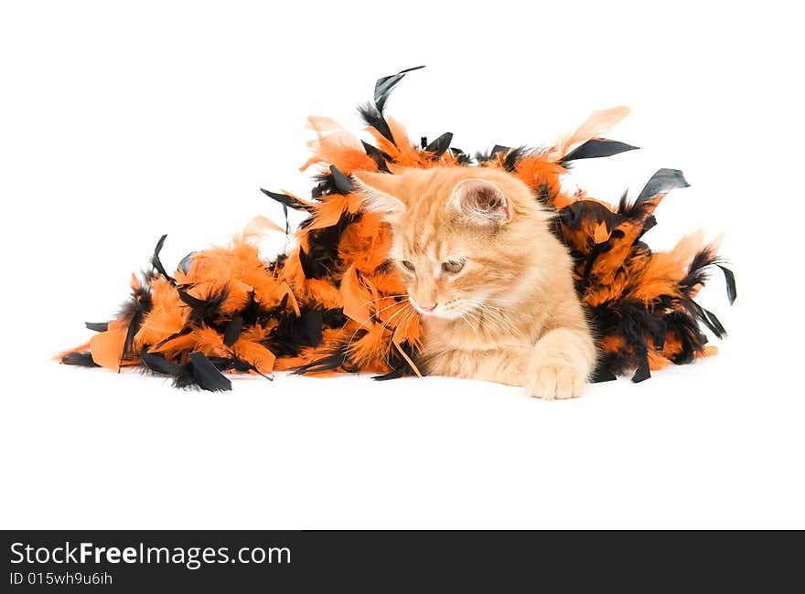 Kitten and halloween decoration