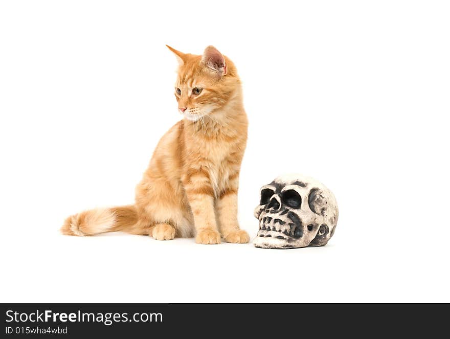 Yellow Kitten And Skull