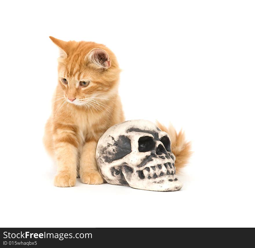 Yellow Kitten And Skull