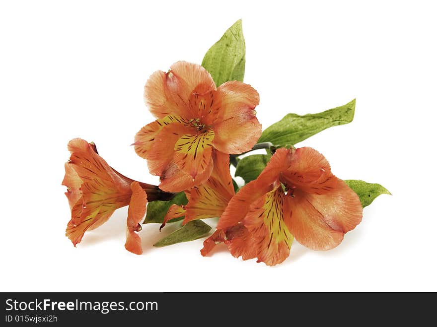 Orange Peruvian Lily (alstroemeria) closeup isolated on a white background. Orange Peruvian Lily (alstroemeria) closeup isolated on a white background