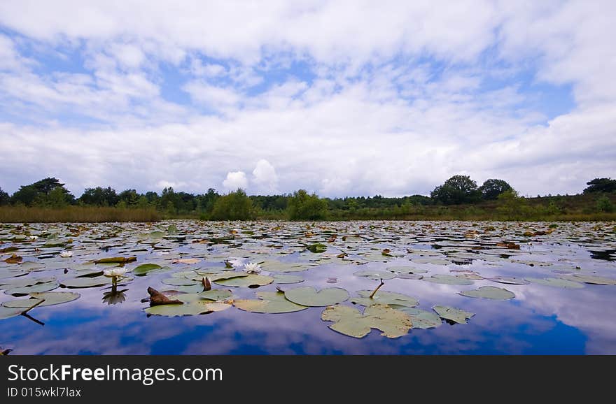 Lilie Pond