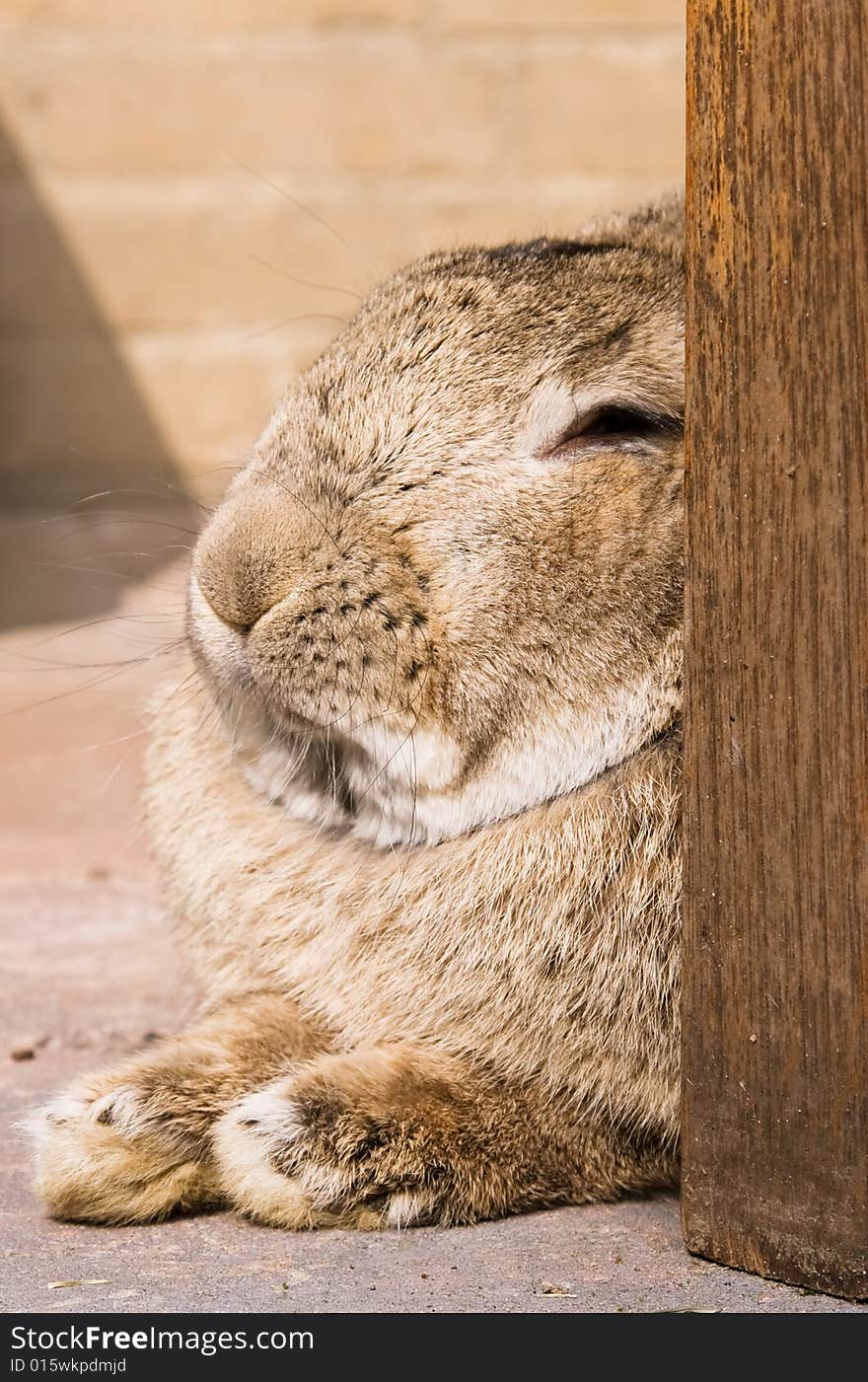 Close up of a rabbit in resting mode. Close up of a rabbit in resting mode