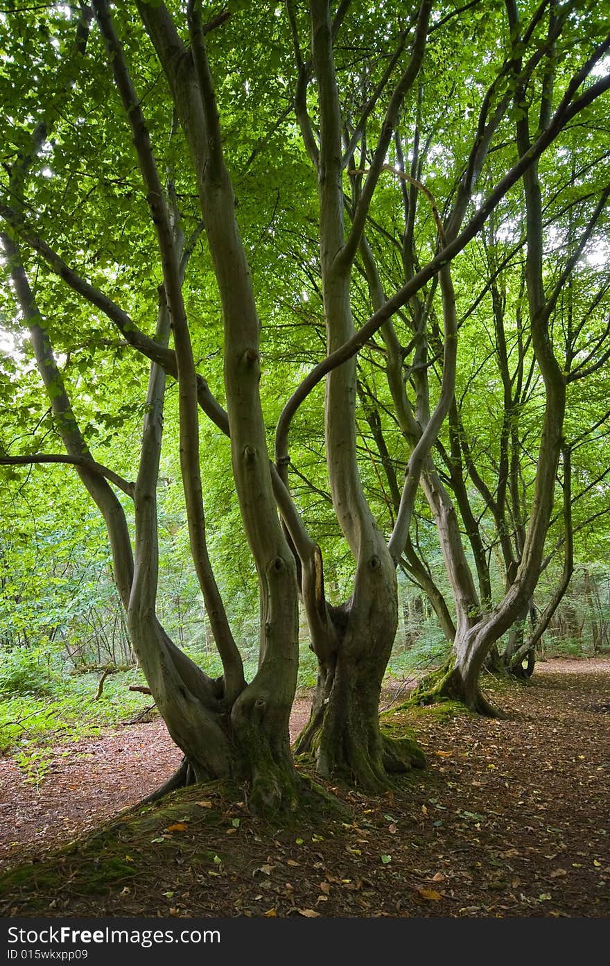 Bright green lushes forest with nice daylight