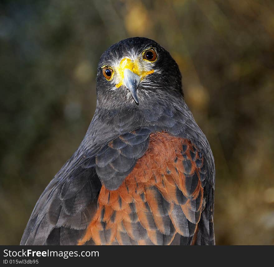 Harris Hawk Portrait