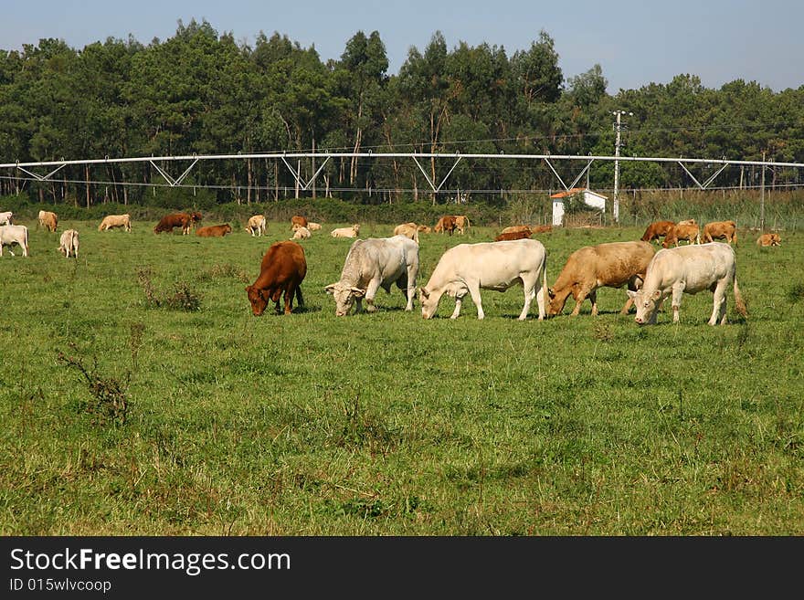 Cows to graze in a field pig