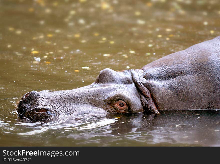 Hippo with head above water. Hippo with head above water