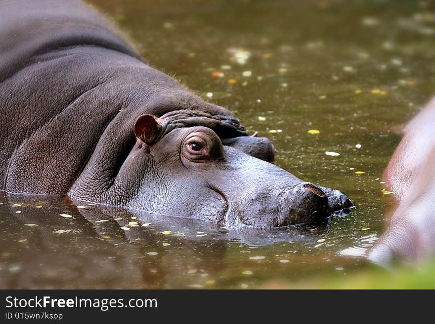 Hippo with head above water. Hippo with head above water