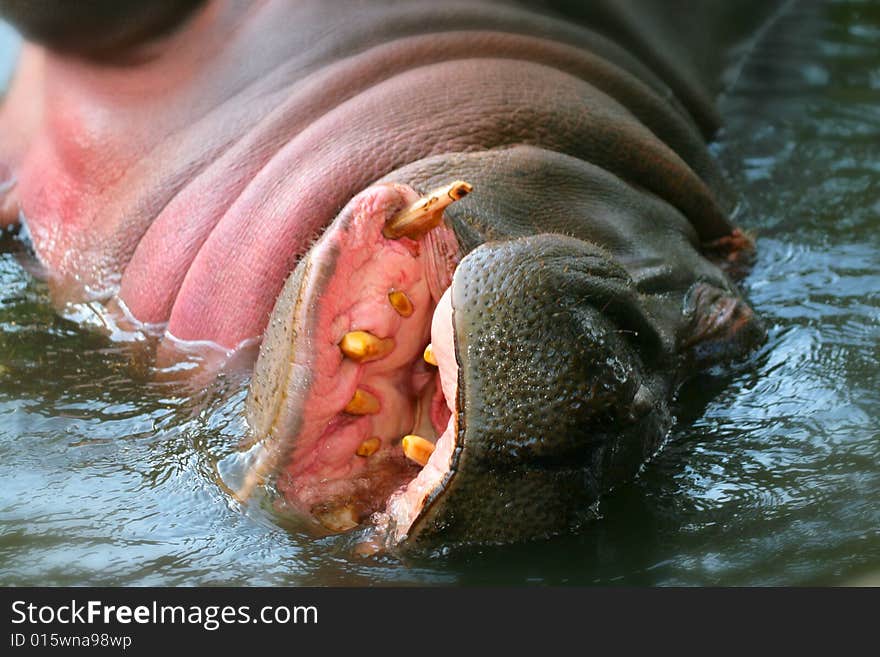 Hippo with head above water. Hippo with head above water