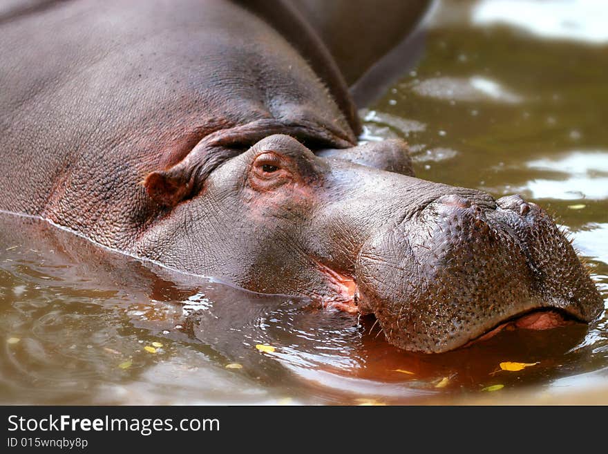 Hippo with head above water. Hippo with head above water