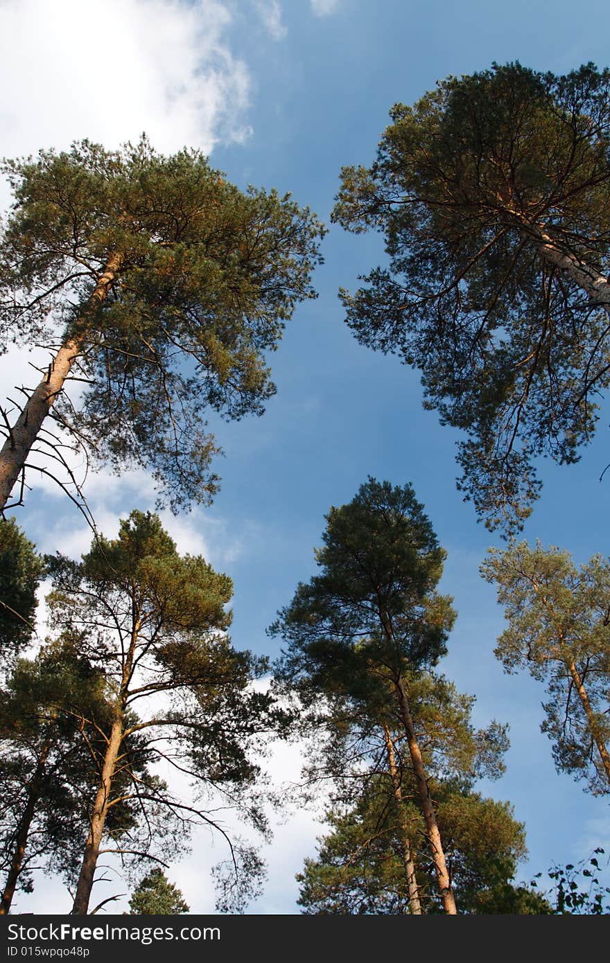 Pine trees to the blue sky with clouds.